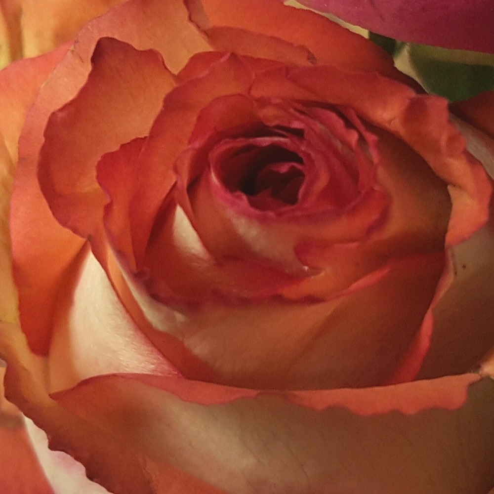 Meet your Posher, Julie